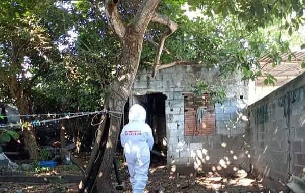 Retiran panales de avispas en una casa en remodelación