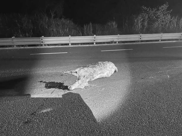 Joven maestra choca contra vaca en la carretera 185 Transístmica