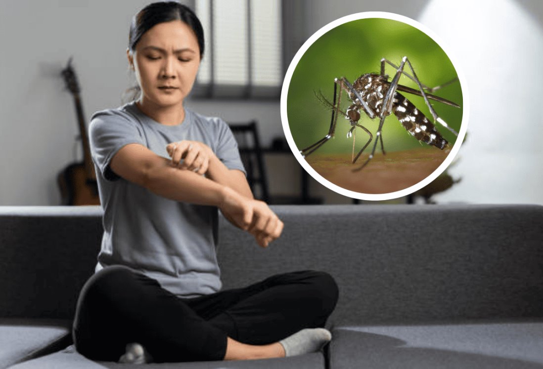 De esta manera puedes hacer un repelente natural para alejar a los mosquitos