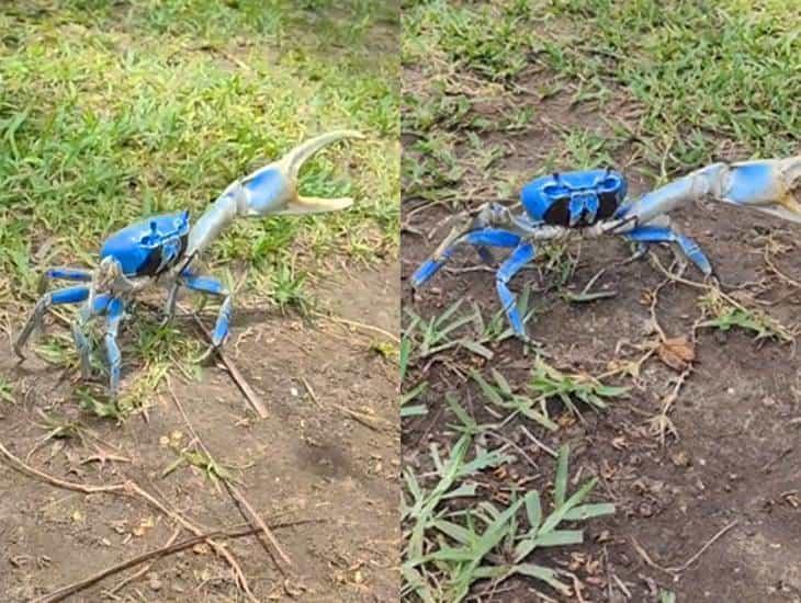 Captan cangrejo azul en patio de casa en Veracruz | VIDEO