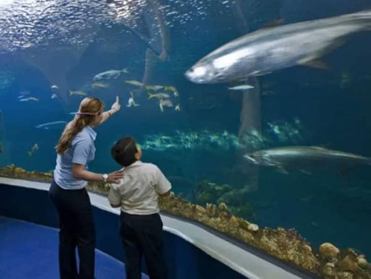 Conoce los talleres y actividades que ofrece el Acuario de Veracruz