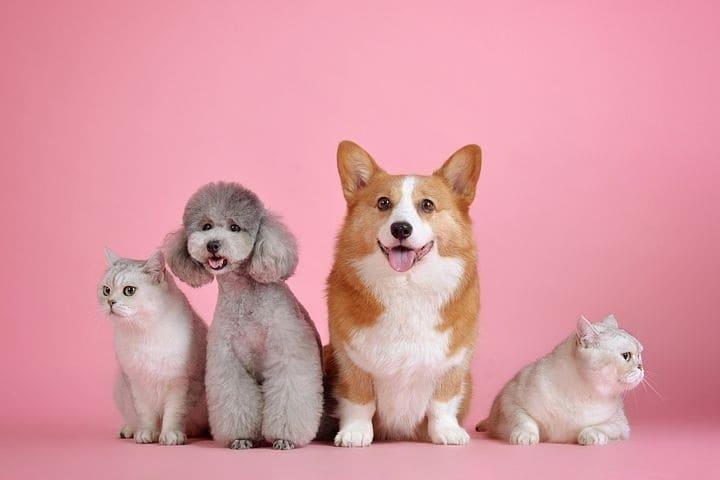 Tiendas Walmart ya son pet friendly; carritos traen espacios para tu lomito | VIDEO