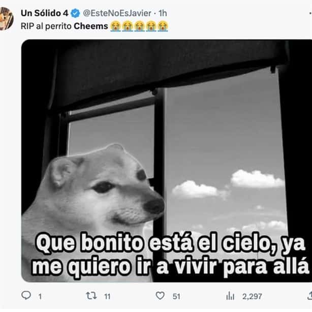 Internautas lamentan la muerte de Cheems y lo despiden con memes