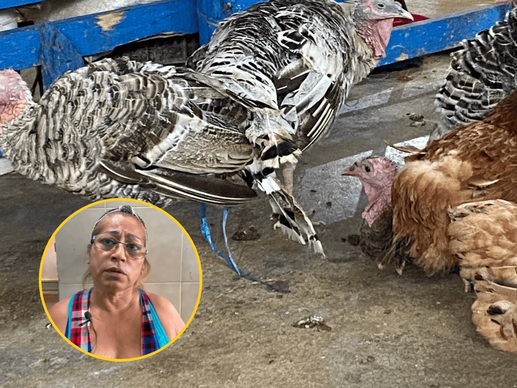 Escasez de crianza de animales por emigración de campesinos en Minatitlán l VIDEO