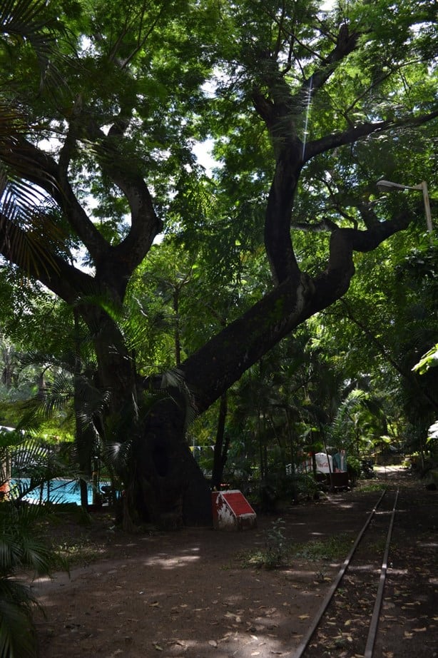 ¿Sabes cuál es el árbol más viejo de Veracruz y dónde se localiza?