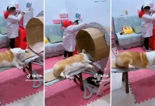 Niña practica "resonancia magnética" a su perro y derrite las redes