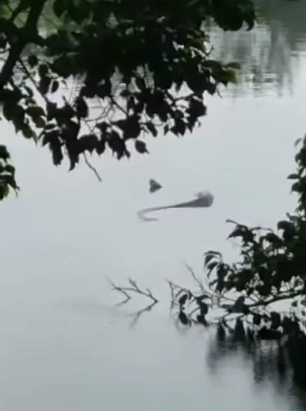 Captan enorme serpiente nadando en la Laguna Lagartos de Veracruz | VIDEO