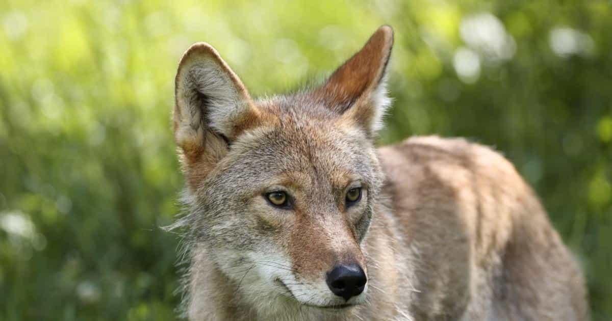 Manadas de coyotes acechan la Riviera Veracruzana