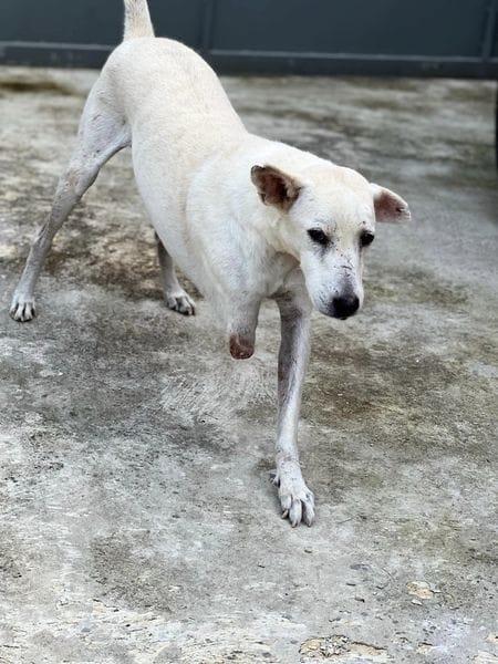 Hasta Polito trabajará para lograr apoyo para el albergue de mascotas Nupa