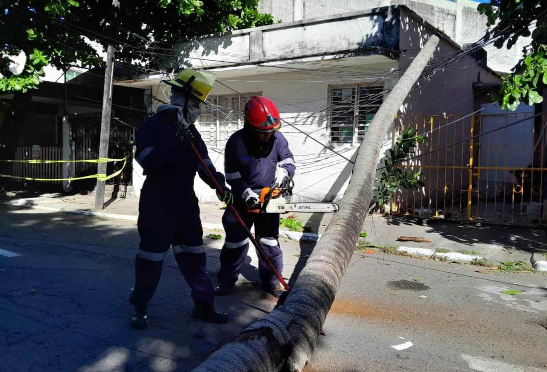 Cae palmera en colonia de Veracruz y deja sin electricidad a toda la cuadra