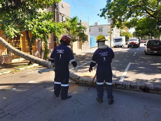 Cae palmera en colonia de Veracruz y deja sin electricidad a toda la cuadra