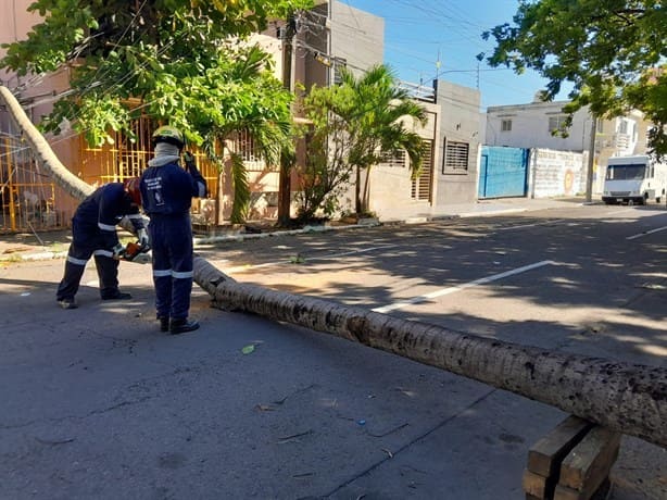 Cae palmera en colonia de Veracruz y deja sin electricidad a toda la cuadra