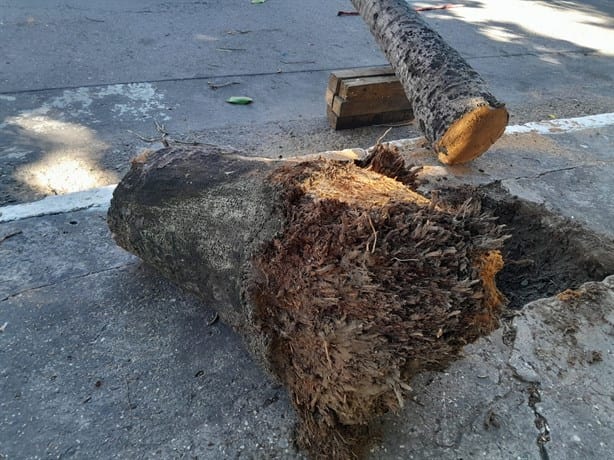 Cae palmera en colonia de Veracruz y deja sin electricidad a toda la cuadra