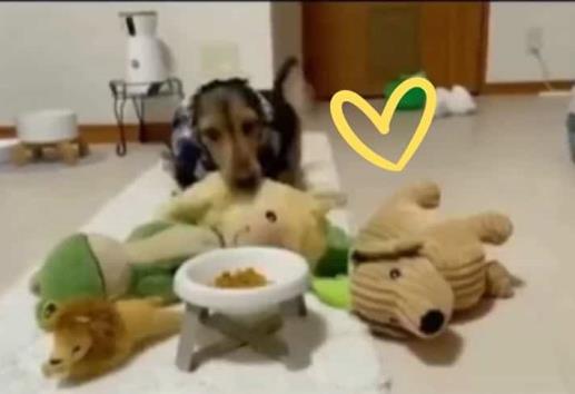 Perrito derrite las redes por comer en compañía de sus peluches (+Video)