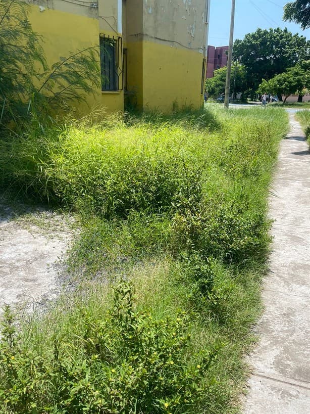 Vecinos piden podar maleza en parque de la colonia Estatuto Jurídico ante plaga de moscos