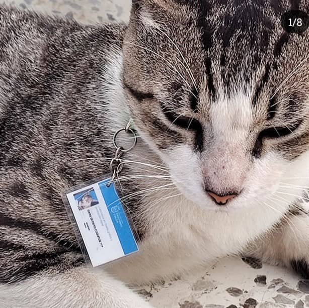 ¡Apareció Cristóbal!, mascota de universidad de Veracruz estaba desaparecida