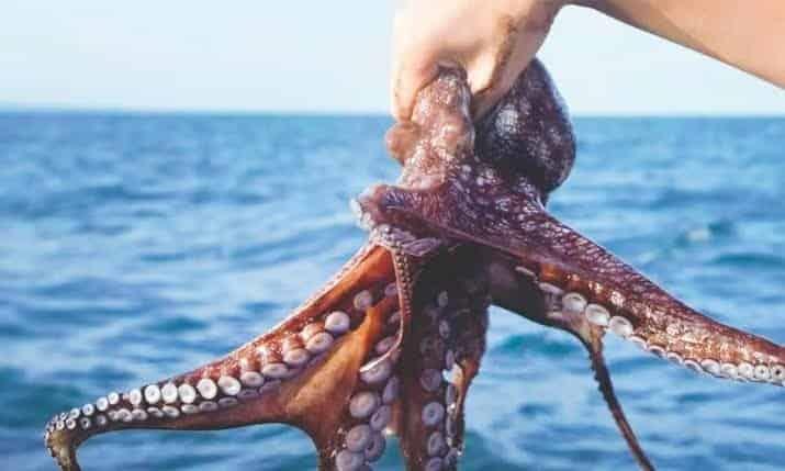 Conapesca concluye temporada de veda de pulpo en Veracruz