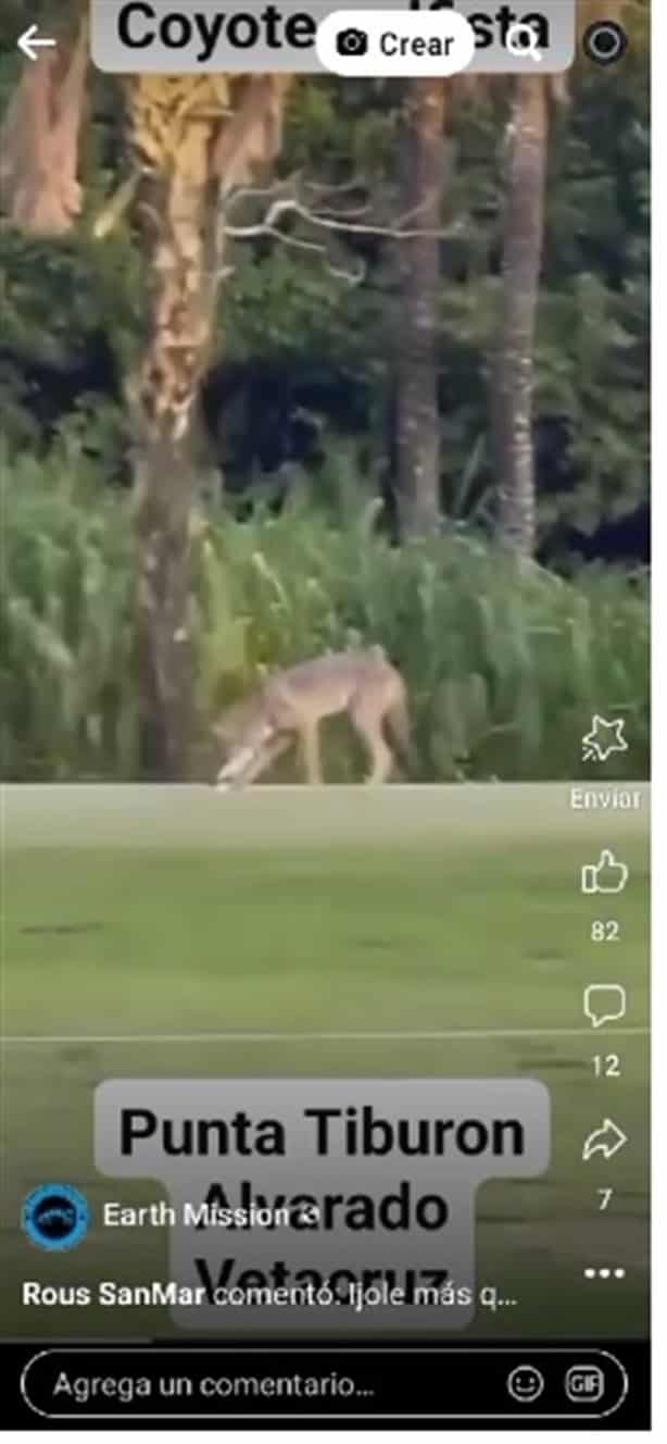 Coyote interrumpe juego de golf en la Riviera Veracruzana, en Veracruz | VIDEO