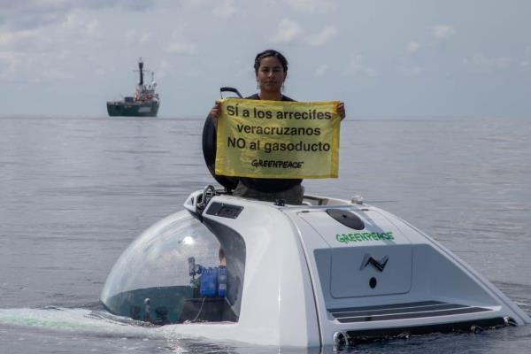 Hallazgo coralino y de especies en Veracruz enciende controversia con gasoducto