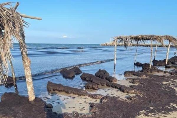 Descartan contaminación con hidrocarburo en Tuxpan; llega sargazo a playa