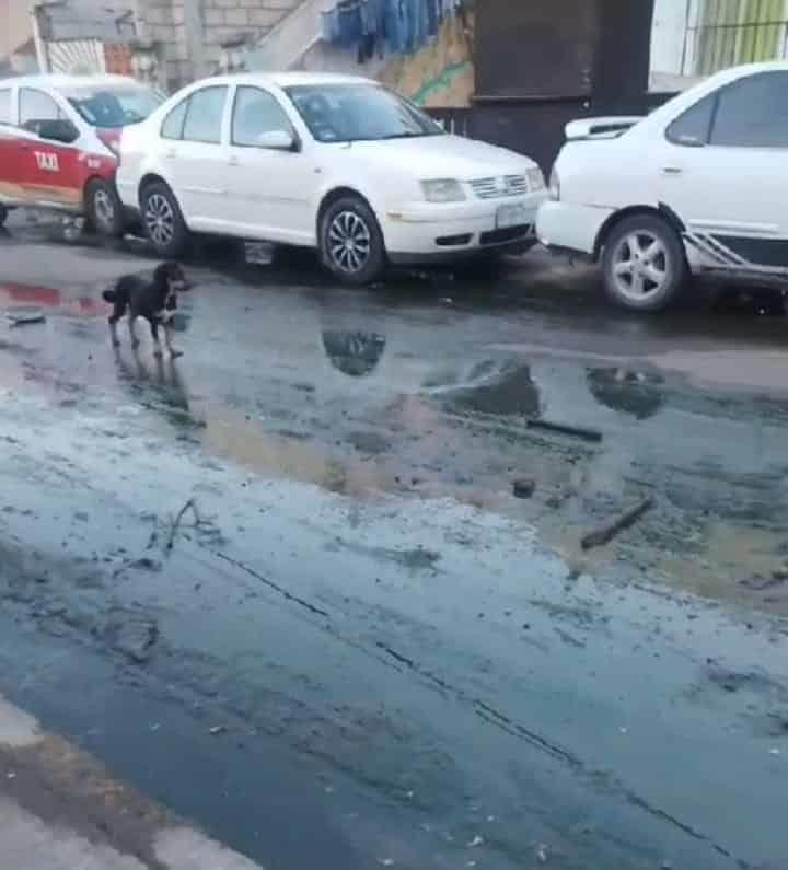 Fraccionamiento Oasis en Veracruz, en el olvido; está hecho un cochinero