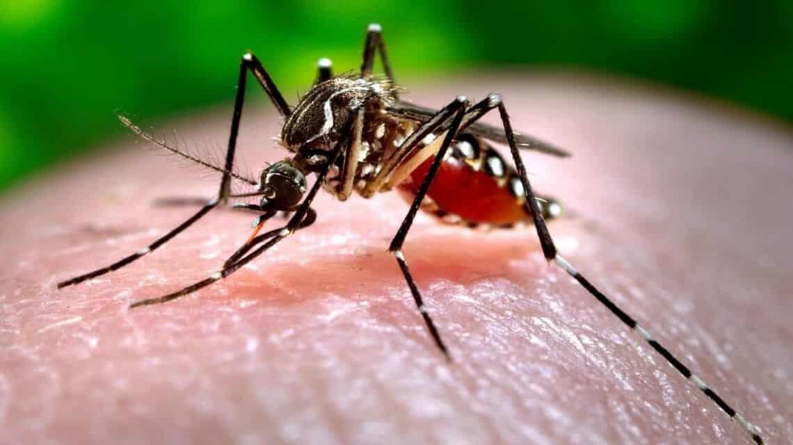 Dengue en Veracruz; así puedes identificar el mosquito transmisor