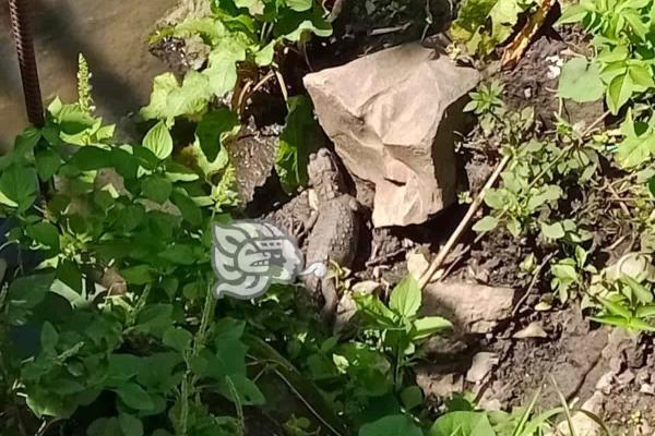 ¡Sale el ´coco´! Captan a tres lagartos en riachuelo de Ixtaczoquitlán (+Video)