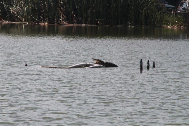 Con letrero, advierten de cocodrilo en laguna de Veracruz