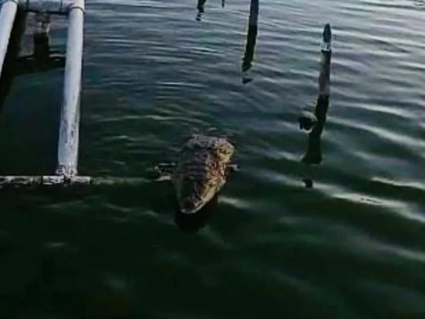 Con letrero, advierten de cocodrilo en laguna de Veracruz