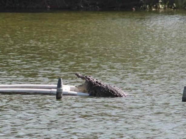 Con letrero, advierten de cocodrilo en laguna de Veracruz