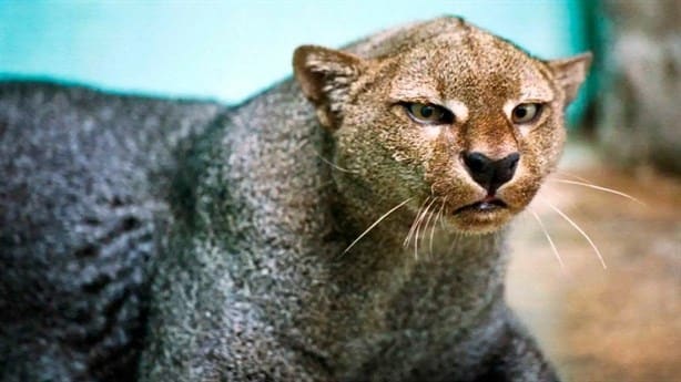 ¿Has visto un jaguarundi? En este lugar de Veracruz podrás encontrar a este exótico animal