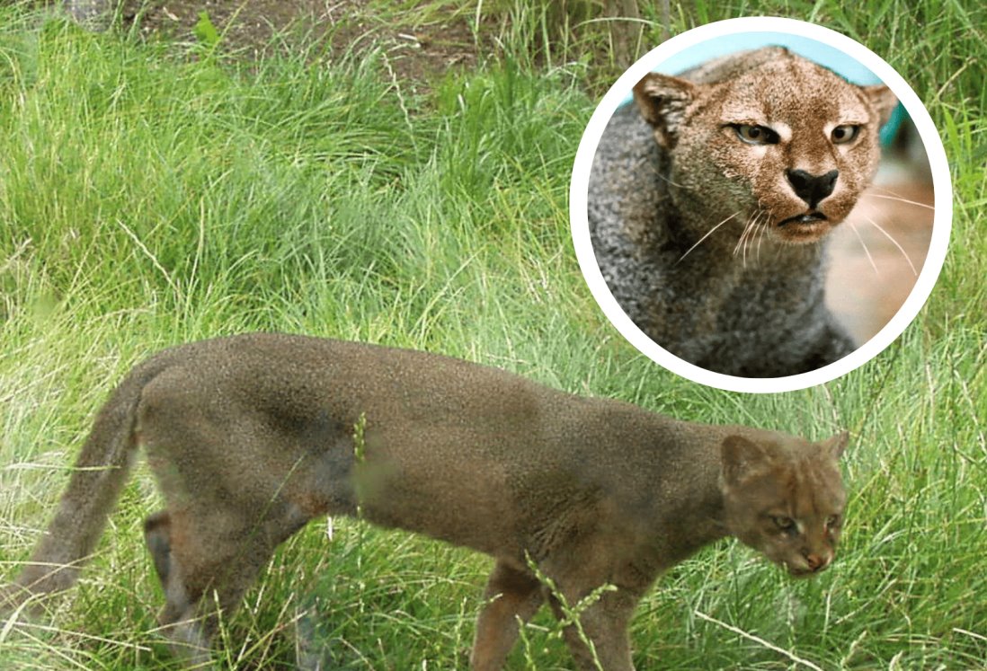 ¿Has visto un jaguarundi? En este lugar de Veracruz podrás encontrar a este exótico animal