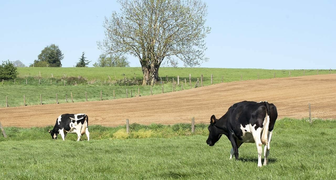 Mató un rayo a seis vacas en Cotaxtla