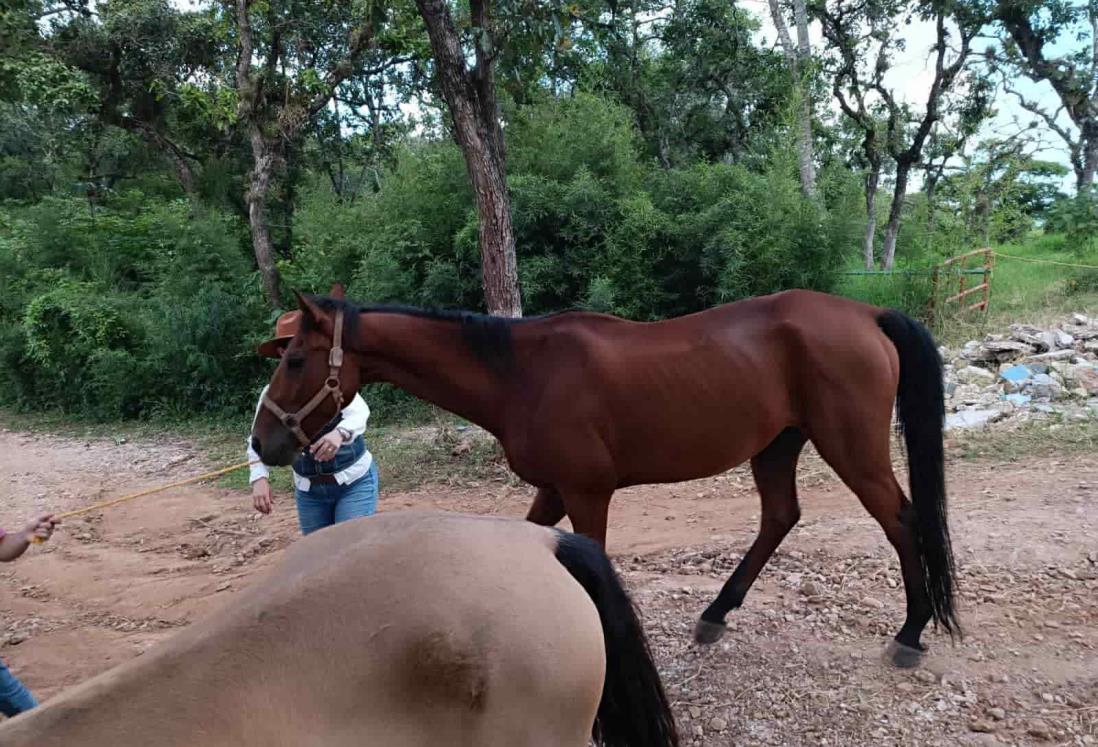 Caballos sufrían maltrato en club hípico de Veracruz; fueron resguardados