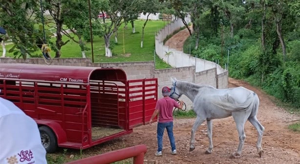 Caballos sufrían maltrato en club hípico de Veracruz; fueron resguardados