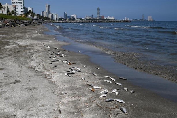 Aparecen peces muertos en playa de Boca del Río