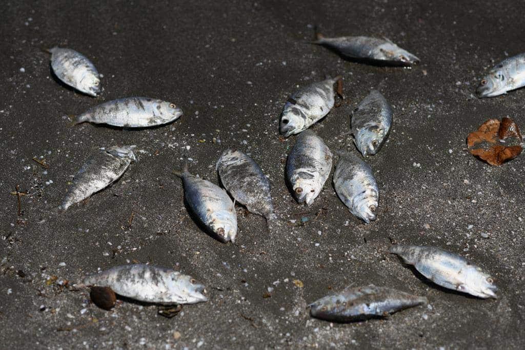 Aparecen peces muertos en playa de Boca del Río