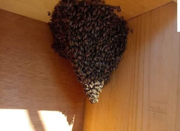 Aseguran enjambre de abejas en domicilio de Alvarado