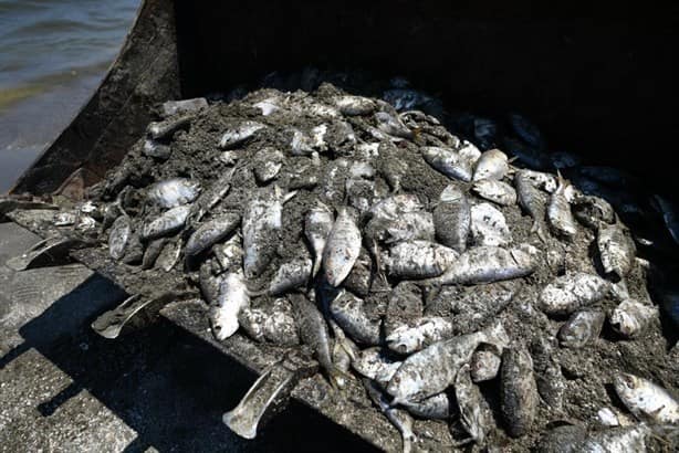 Descartan mortandad o marea roja en las playas de Boca del Río; por esta razón murieron los peces