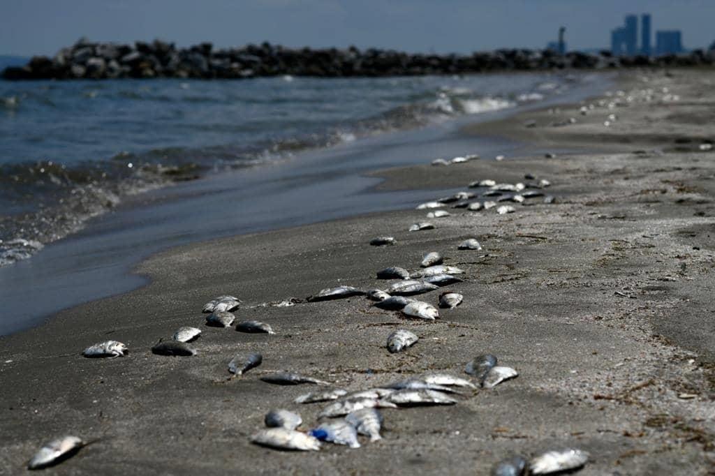 Descartan mortandad o marea roja en las playas de Boca del Río; por esta razón murieron los peces