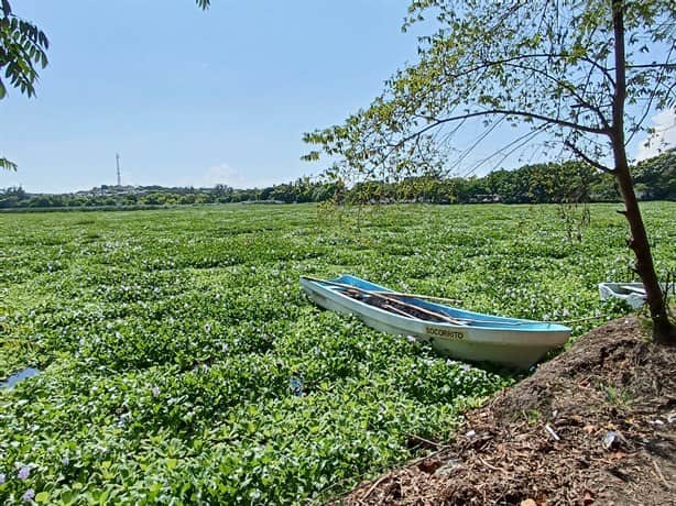 Contaminación y falta de dragado llenan de lirio laguna de Lagartos