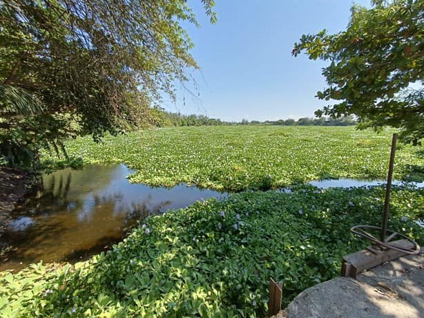 Contaminación y falta de dragado llenan de lirio laguna de Lagartos