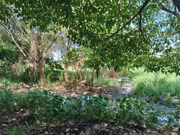 Contaminación y falta de dragado llenan de lirio laguna de Lagartos