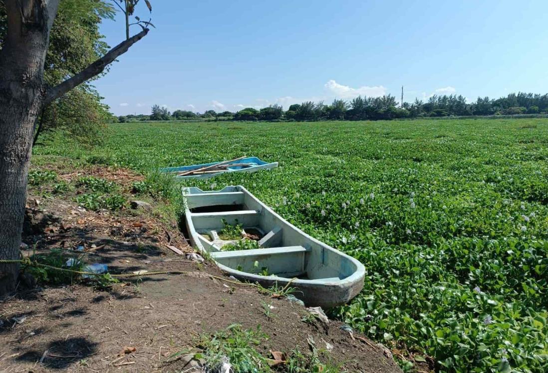 Contaminación y falta de dragado llenan de lirio laguna de Lagartos