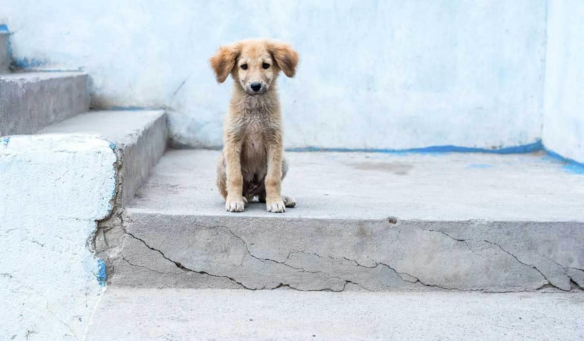 Abandonan a los perros en azoteas de las casas de Veracruz; sufren del sol y lluvia