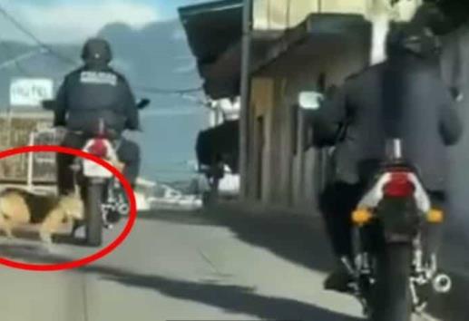 Exhiben a policía de Veracruz por brutal maltrato a perrito en Jalacingo