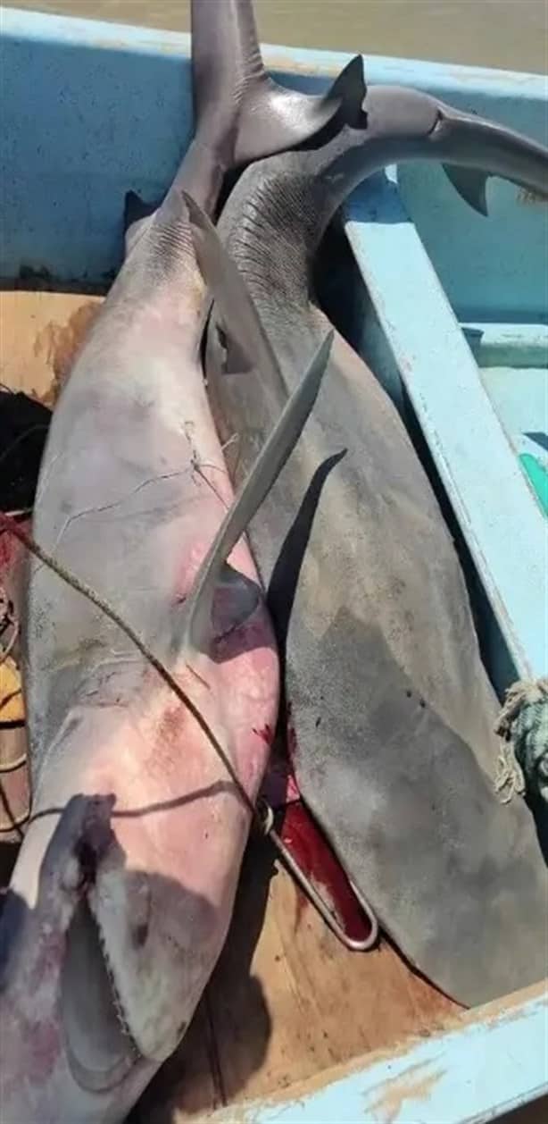 Capturan a dos tiburones de gran tamaño en Alvarado, Veracruz