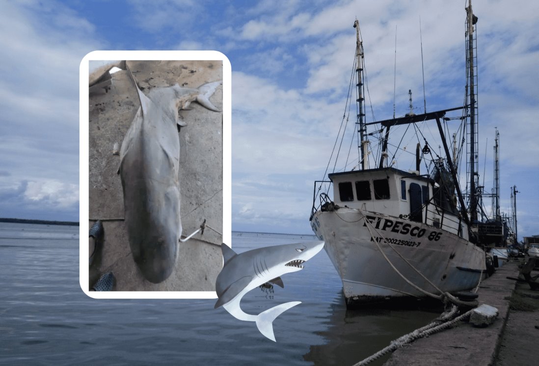 Capturan a dos tiburones de gran tamaño en Alvarado, Veracruz