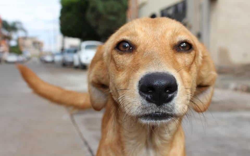 Realizan la Expo Adopta Virtual en Veracruz; más de 80 perritos en adopción