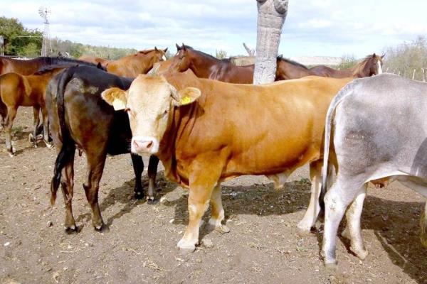 Brotes de rabia preocupan a ganaderos de Misantla